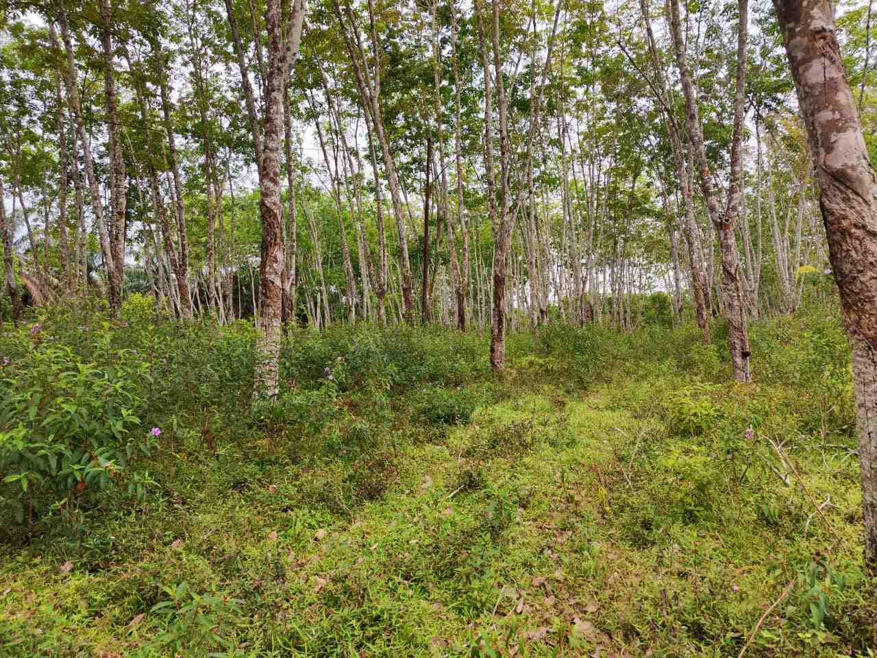 Kebun Karet Desa Negeri Ratu